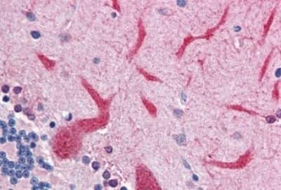 Immunohistochemistry-Paraffin: QSOX2 Antibody [NBP3-14460]